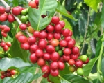 Nguồn Gốc Nhân Văn Cội Nguồn Cà Phê